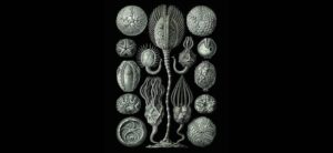 Metafisica cancerosa, immagine di copertina