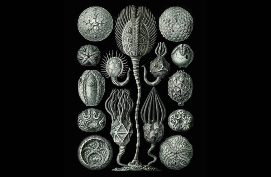 Metafisica cancerosa, immagine di copertina