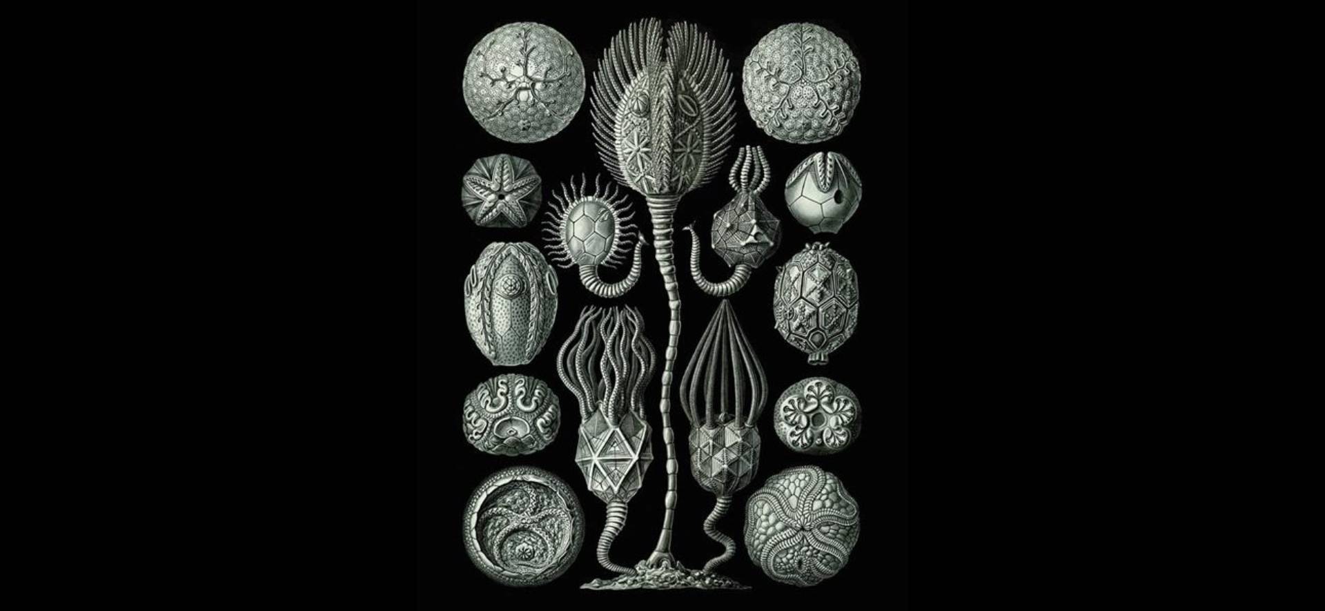 Metafisica cancerosa, immagine di copertina